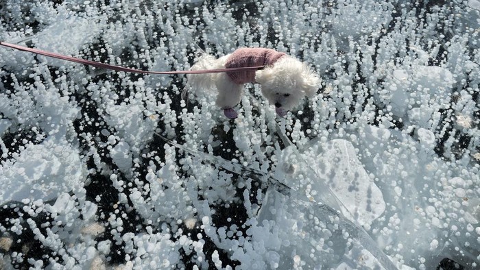 Warga China Nikmati Fenomena Gelembung Danau yang Membeku A woman has fun with a child on a frozen lake at a mountain scenic area during a week-long Chinese New Year holiday, in Miyun, north of Beijing on Sunday, Feb. 2, 2025. (AP Photo/Andy Wong)