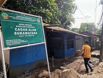 Video: Ironi Cagar Alam Sukawayana, dari Konservasi Jadi Tempat Karaoke