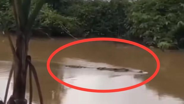 Buaya yang muncul di sungai Kelurahan Tamangapa, Kecamatan Manggala, Makassar.