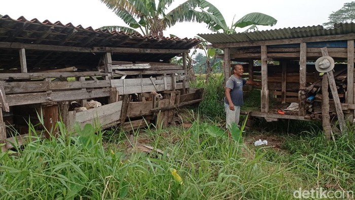 Cecep menunjukan kandang domba miliknya.