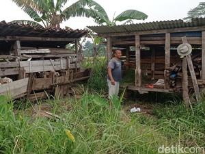 Resah Peternak di Tasikmalaya Domba dan Bebek Mati Mendadak