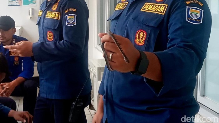 Evakuasi ular di Polrestabes Bandung.