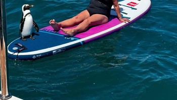 Ketika minta ada makhluk yang berada di dekatnya. Lumba-lumba, mungkin? Foto: Janine Parker via Bored Panda