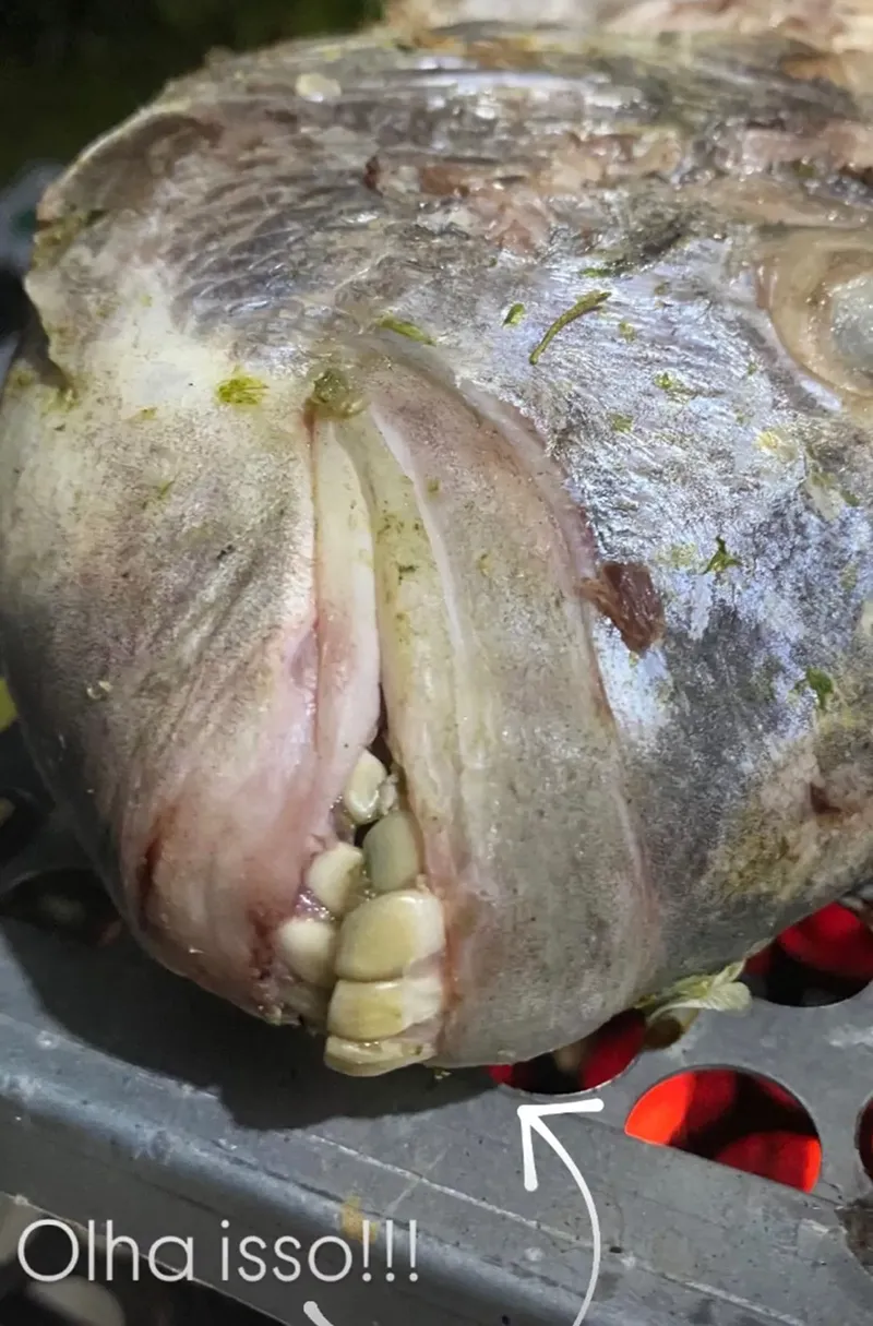 ikan bergigi manusia