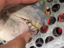 Hiii! Wanita Ini Temukan Ikan dengan Gigi Mirip Manusia