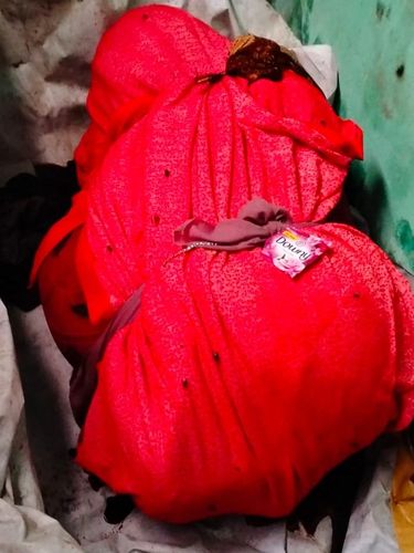 Mayat perempuan terbungkus kain merah di dalam rumah warga Karangjati, Bangunjiwo, Kasihan, Bantul.