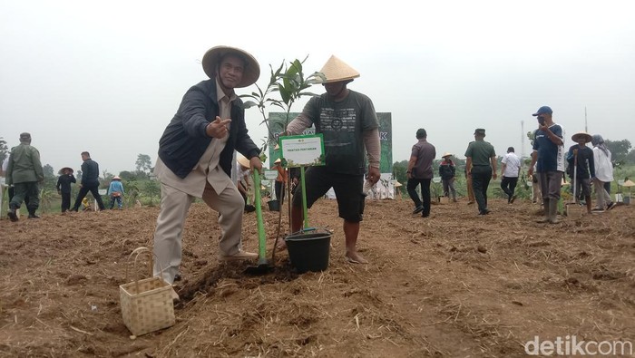 Penanaman cara agroforestri di Kawasan Hutan Desa Cikawung, Kecamatan Terisi, Kabupaten Indramayu