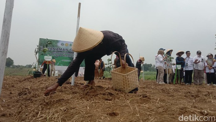 Petani menanam padi gogo di atas lahan kering di Desa Cikawung, Kecamatan Terisi, Kabupaten Indramayu