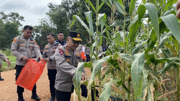 Kapolda Irjen Hendro Pandowo panen jagung