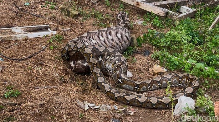 Warga di Kabupaten Konawe, Sulawesi Tenggara (Sultra), membunuh ular piton sepanjang 7 meter yang menelan seekor rusa dewasa.