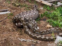 Penampakan Ular Piton 7 Meter Dibunuh Warga Usai Telan Rusa di Konawe
