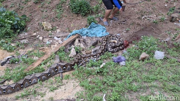 Seekor ular piton berukuran 7 meter di Kabupaten Konawe, Sulawesi Tenggara (Sultra), dibunuh warga usai menelan seekor rusa dewasa.