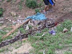 Ular Piton 7 Meter Telan Rusa di Konawe, Sempat Akan Serang Warga