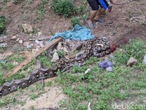 Ular Piton 7 Meter Telan Rusa di Konawe, Sempat Akan Serang Warga