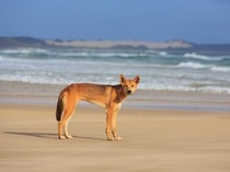 Dingo si Anjing Liar yang Bikin Khawatir Australia