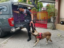 Polda NTB Kerahkan Anjing Pelacak untuk Cari 5 Korban Banjir Bima