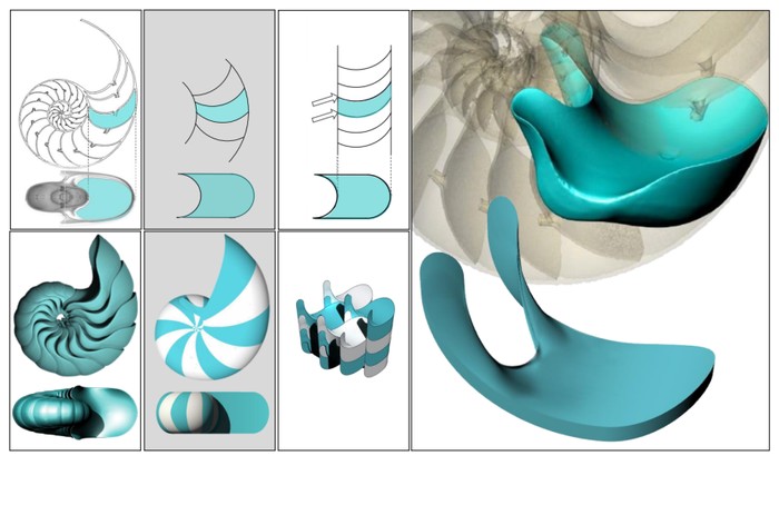 Bentuk sel lunak bantu menjelaskan mengapa penampang melintang cangkang yang memiliki bilik dapat menunjukkan adanya sudut-sudut, tetapi geometri 3D bilik-biliknya tidak. (Krisztina Regõs dan Lajos Czegledi)