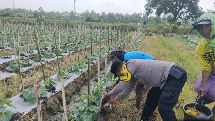 Bhabinkamtibmas Aipda Dwi Pujoko turun ke sawah bersama petani