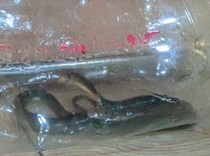 Cerita Warga Klaten Tidur Dengar Suara Desisan, Ternyata Kobra di Bawah Kasur