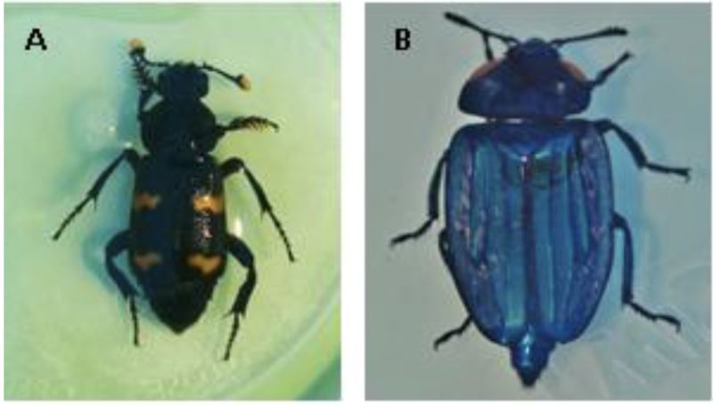 Kumbang pemakan bangkaidari keluarga Silphidae, khususnya Nicrophorinae (Nicrophorus distinctus, gambar A) danSilphinae (Necrophila renatae, gambar B)