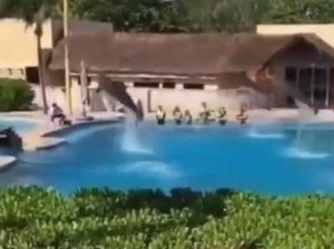 Kematian Memilukan Lumba-lumba di Kolam Resor Hotel