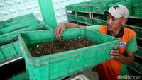 Petugas menunjukan maggot yang tengah dibudidayakan.