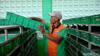Budi daya maggot ini memanfaatkan sampah sampah organis sisa program Makan Bergizi Gratis (MBG).