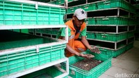 Telur BSF ini kemudian akan menjadi maggot dan memakan makanan sisa program Makan Bergizi Gratis (MBG).