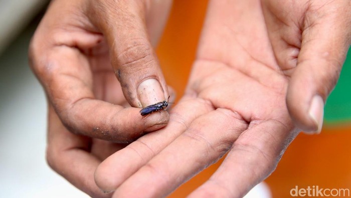 Melihat Budi Daya Maggot di Cempaka Putih Jakarta Rumah Maggot Satpel Cempaka Putih, Jakarta, mengolah sampah dari program Makan Bergizi Gratis (MBG). Sampah organik itu dijadikan makanan telur maggot.