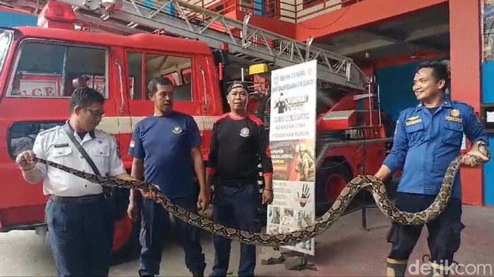 Petugas Damkar Parepare mengevakuasi ular piton sepanjang 4 meter yang memangsa ayam warga.