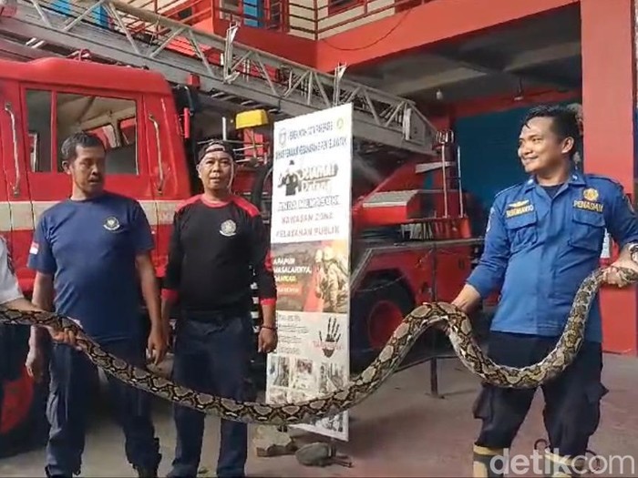 Petugas Damkar Parepare mengevakuasi ular piton sepanjang 4 meter yang memangsa ayam warga.
