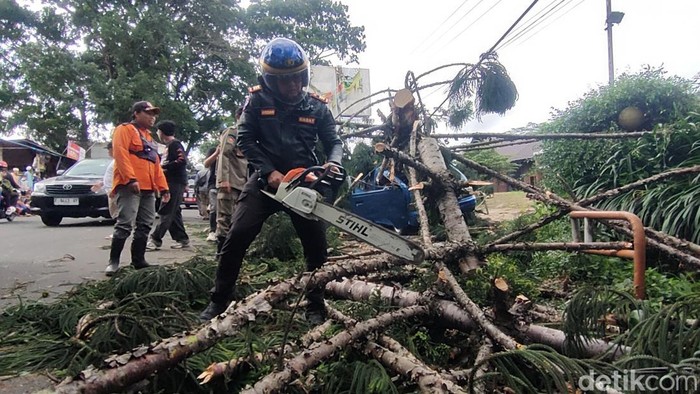 Pohon tumbang timpa angkot di Cianjur