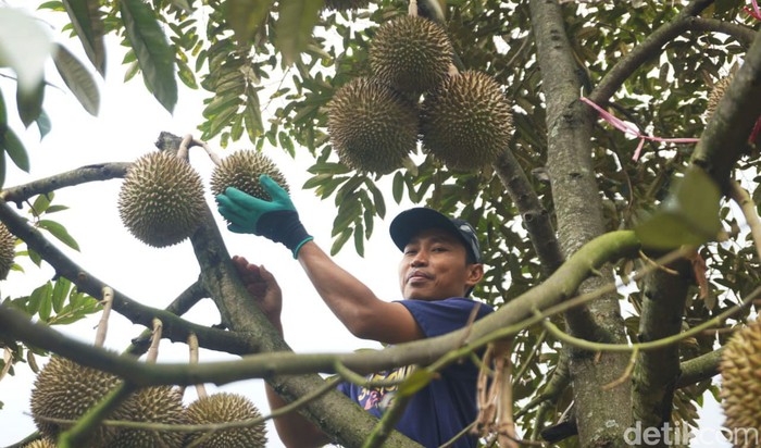 Sensasi Petik Durian Premium Langsung dari Kebunnya di Jombang