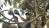 Wonosalam Durian Farm (WDF) yang berada di Jombang itu. Disana terkenal sebagai salah satu sentra durian di Jatim. Menariknya, WDF mempunyai ratusan pohon durian lokal sampai kelas premium.