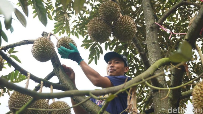 Sensasi Petik Durian Premium Langsung dari Kebunnya di Jombang