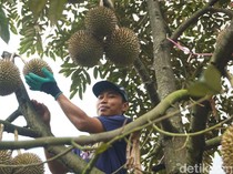 Seru! Di Jombang Bisa Petik Langsung Durian Bawor hingga Duri Hitam