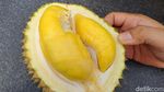 Asyiknya Petik Durian Premium Langsung dari Kebunnya di Jombang