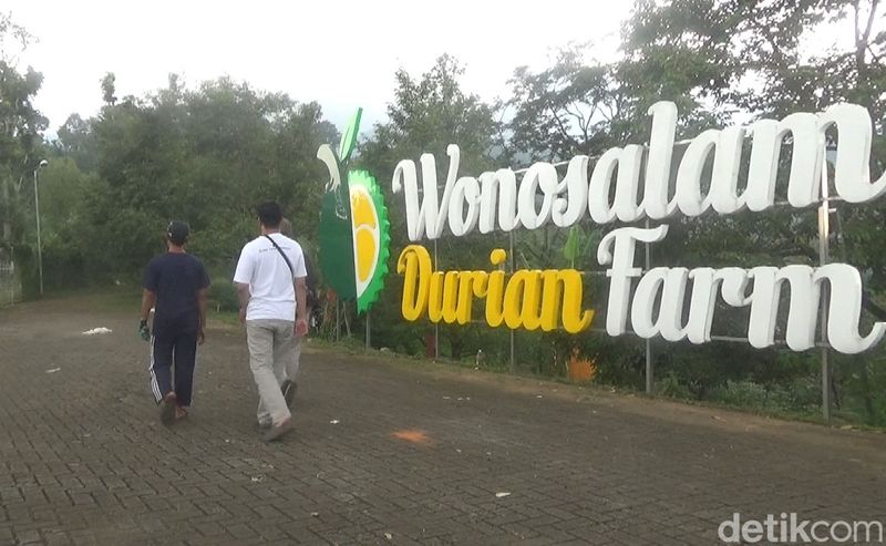 Sensasi Petik Durian Premium Langsung dari Kebunnya di Jombang