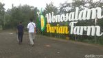 Asyiknya Petik Durian Premium Langsung dari Kebunnya di Jombang