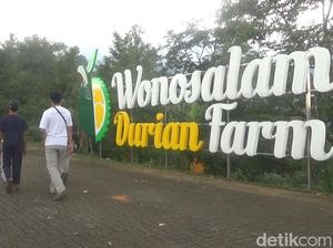 Sensasi Petik dan Santap Durian Premium Langsung dari Kebunnya di Jombang