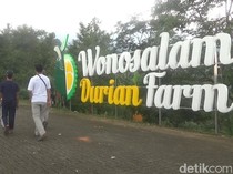 Sensasi Petik dan Santap Durian Premium Langsung dari Kebunnya di Jombang
