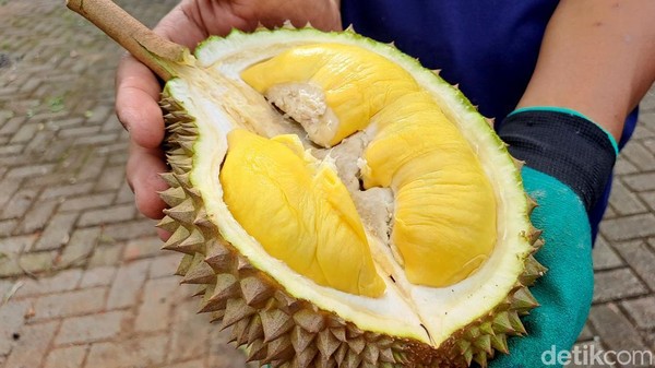 Asyiknya Petik Durian Premium Langsung dari Kebunnya di Jombang