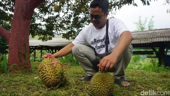 Sensasi Petik Durian Premium Langsung dari Kebunnya di Jombang Sensasi Petik Durian Premium Langsung dari Kebunnya di Jombang