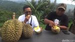Asyiknya Petik Durian Premium Langsung dari Kebunnya di Jombang
