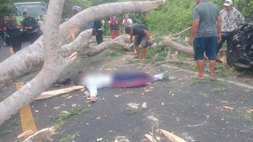 Seorang siswa SMA tewas tertimpa pohon tumbang di Jalan Denpasar-Gilimanuk, tepatnya di sebelah barat petilasan Mbah Temon, Kelurahan Gilimanuk, Melaya, Jembrana, Bali, Rabu (5/2/2025). (Foto: Dok. Polsek Gilimanuk)
