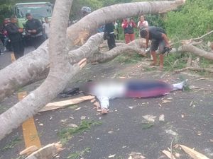 Siswa SMA Tewas Tertimpa Pohon Tumbang di Jalan Denpasar-Gilimanuk