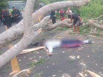 Siswa SMA Tewas Tertimpa Pohon Tumbang di Jalan Denpasar-Gilimanuk