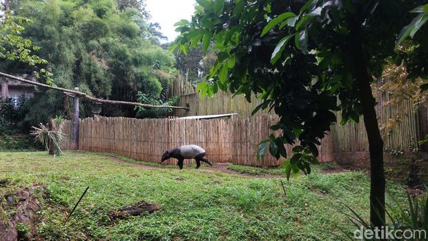 Suasana di Kebun Binatang Bandung.