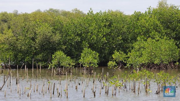 Suasana kawasan pengembangan wilayah berbasis hijau atau yang dinamakan Tropical Coastland di Tangerang, Banten, Rabu (5/2/2025). (CNBC Indonesia/Muhammad Sabki)