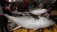 Nelayan mengangkat ikan tuna sirip kuning di tempat pendaratan ikan (TPI) Pelabuhan Perikanan Samudera, Banda Aceh, Aceh, Rabu (5/2/2025).  